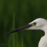 Garzetta - Little egret (Egretta garzetta)