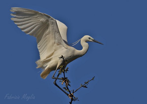 Garzetta - Little egret (Egretta garzetta)