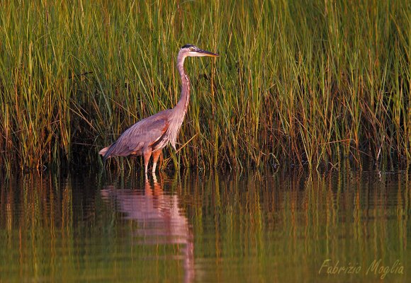 Airone azzurro maggiore - Great blue heron (Ardea herodias)