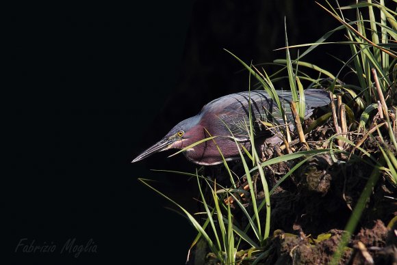 Airone verde - Green heron (Butorides virescens)