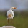 Airone guardabuoi - Cattle egret (Bubulcus ibis)