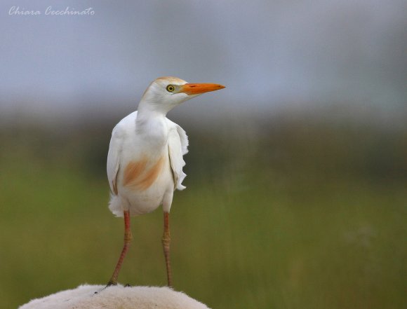 Airone guardabuoi - Cattle egret (Bubulcus ibis)