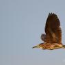 Nitticora - Black-crowned night heron (Nycticorax nycticorax)