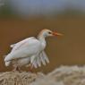 Airone guardabuoi - Cattle egret (Bubulcus ibis)