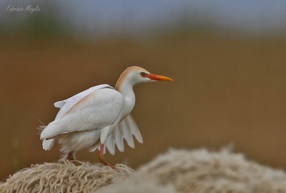 Airone guardabuoi - Cattle egret (Bubulcus ibis)