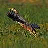 Airone rosso - Purple heron (Ardea purpurea)