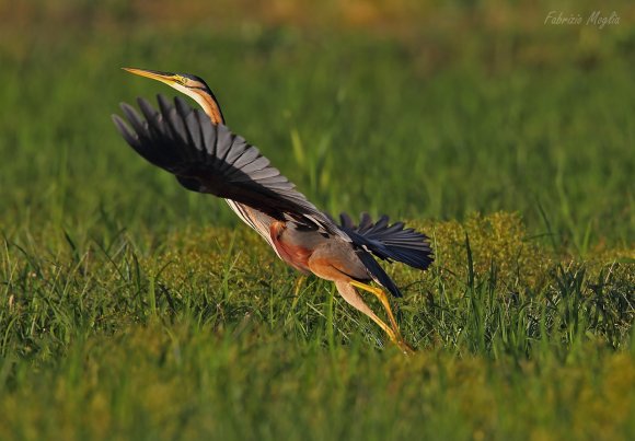 Airone rosso - Purple heron (Ardea purpurea)