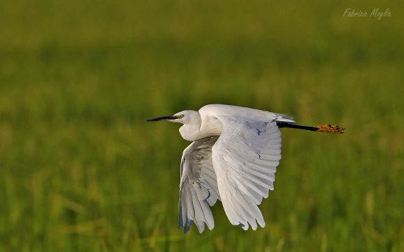 Garzetta - Little egret (Egretta garzetta)