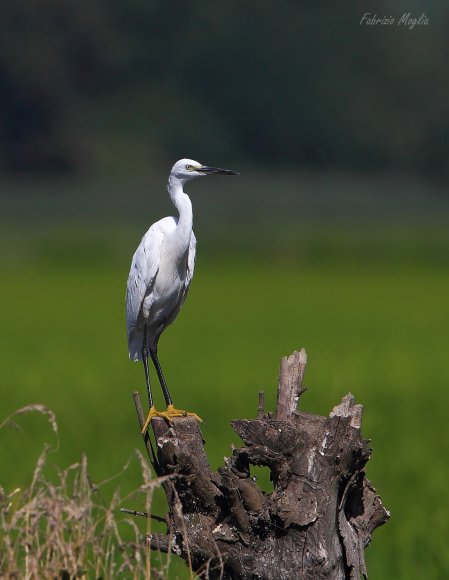 Garzetta - Little egret (Egretta garzetta)