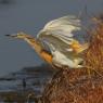 Sgarza ciuffetto - Squacco heron (Ardeola ralloides)