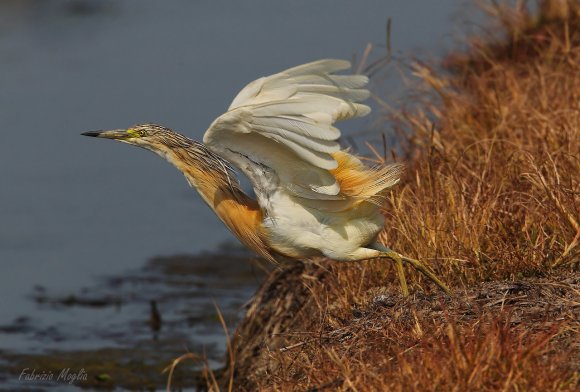 Sgarza ciuffetto - Squacco heron (Ardeola ralloides)