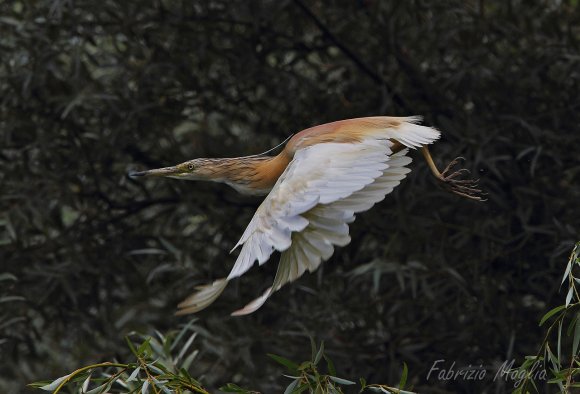 Sgarza ciuffetto - Squacco heron (Ardeola ralloides)