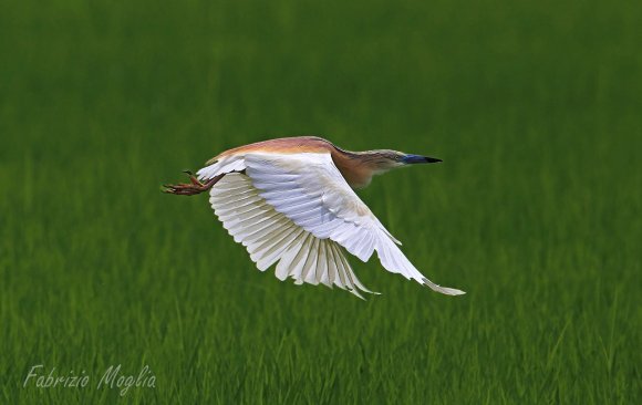 Sgarza ciuffetto - Squacco heron (Ardeola ralloides)