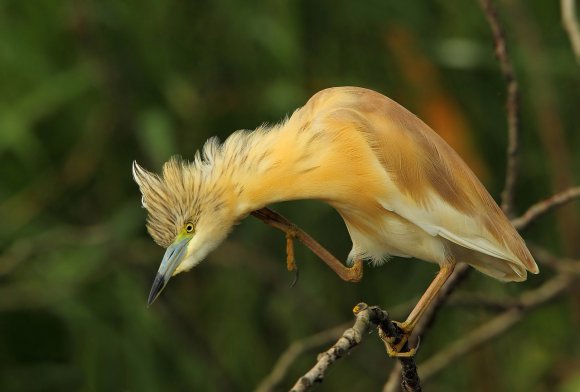Sgarza ciuffetto - Squacco heron (Ardeola ralloides)