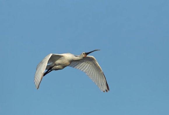 Spatola - Common spoonbill (Platalea leucorodia)