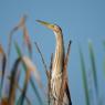 Tarabusino - Little bittern (Ixobrychus minutus)