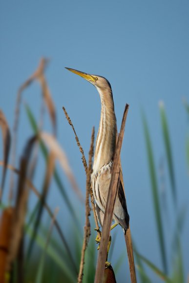 Tarabusino - Little bittern (Ixobrychus minutus)