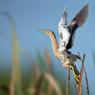 Tarabusino - Little bittern (Ixobrychus minutus)