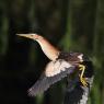 Tarabusino - Little bittern (Ixobrychus minutus)