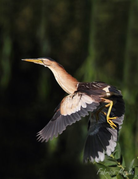 Tarabusino - Little bittern (Ixobrychus minutus)