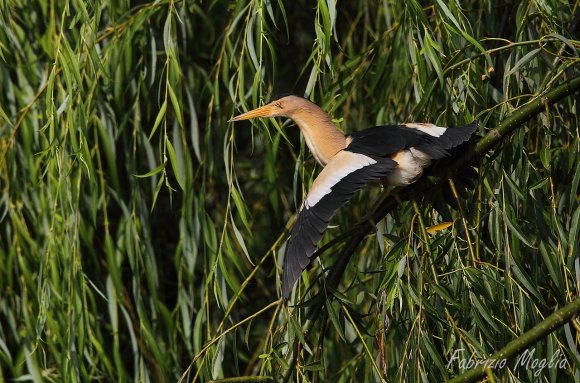 Tarabusino - Little bittern (Ixobrychus minutus)