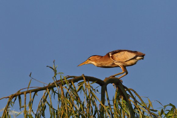 Tarabusino - Little bittern (Ixobrychus minutus)