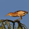 Tarabusino - Little bittern (Ixobrychus minutus)