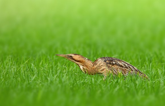 Tarabuso - Bittern (Botaurus stellaris)