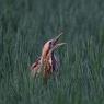 Tarabuso - Bittern (Botaurus stellaris)