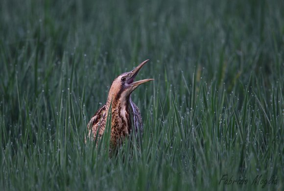 Tarabuso - Bittern (Botaurus stellaris)