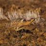 Tarabuso - Bittern (Botaurus stellaris)