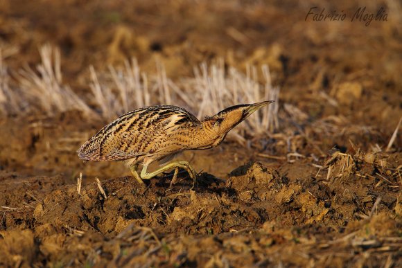 Tarabuso - Bittern (Botaurus stellaris)