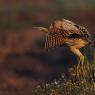 Tarabuso - Bittern (Botaurus stellaris)