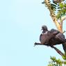 Colombaccio - Common wood pigeon (Columba palumbus)