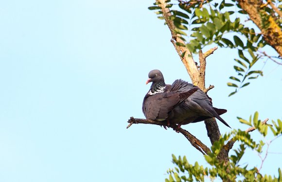 Colombaccio - Common wood pigeon (Columba palumbus)