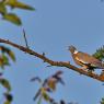 Colombaccio - Common wood pigeon (Columba palumbus)