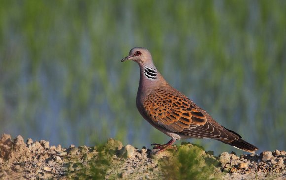 Tortora comune -  European turtle dove (Streptopelia turtur)