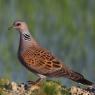 Tortora comune -  European turtle dove (Streptopelia turtur)