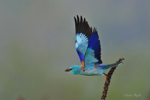 Ghiandaia marina - European roller (Coracias garrulus)