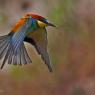 Gruccione - European bee-eater (Merops apiaster)