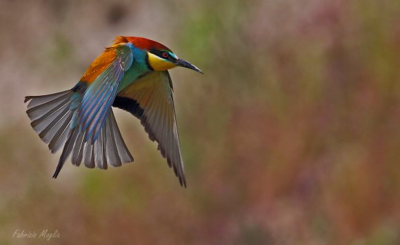 Gruccione - European bee-eater (Merops apiaster)