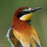 Gruccione - European bee-eater (Merops apiaster)