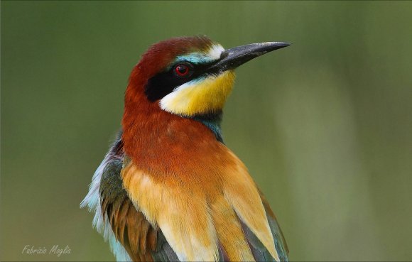 Gruccione - European bee-eater (Merops apiaster)