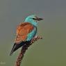 Ghiandaia marina - European roller (Coracias garrulus)