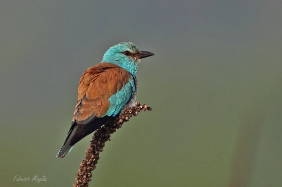 Ghiandaia marina - European roller (Coracias garrulus)