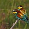 Gruccione - European bee-eater (Merops apiaster)