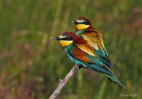 Gruccione - European bee-eater (Merops apiaster)