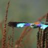 Ghiandaia marina - European roller (Coracias garrulus)