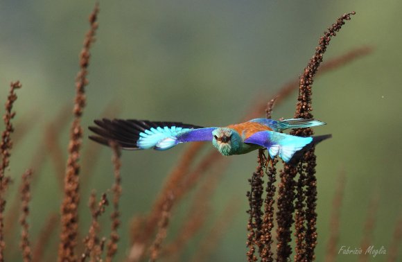 Ghiandaia marina - European roller (Coracias garrulus)