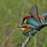 Gruccione - European bee-eater (Merops apiaster)